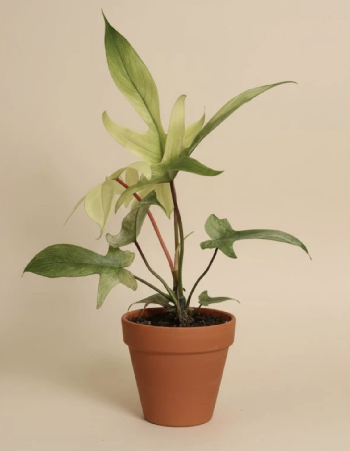 Philodendron Florida Ghost